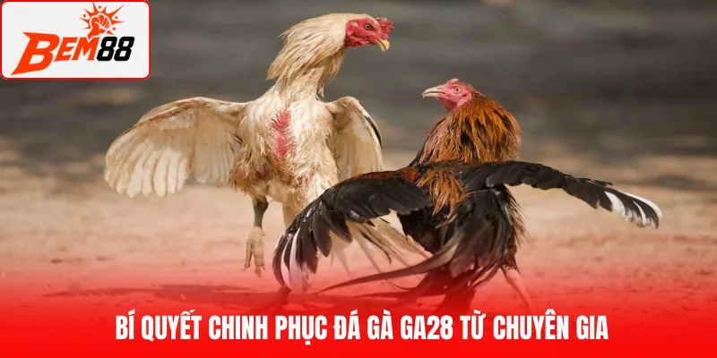 Bí quyết chinh phục đá gà GA28 từ chuyên gia