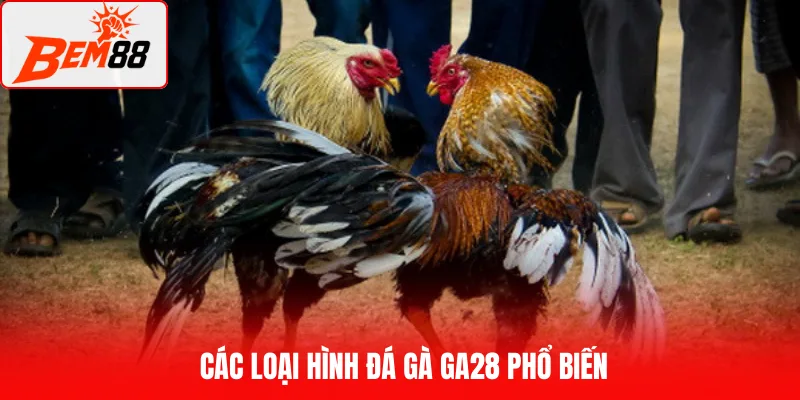 Các loại hình đá gà GA28 phổ biến