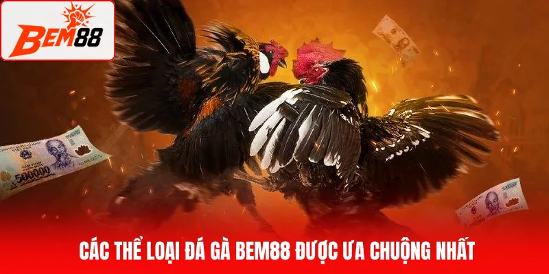 Các thể loại đá gà BEM88 được ưa chuộng nhất