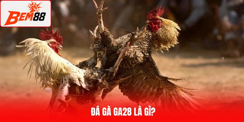 Đá gà GA28 là gì?