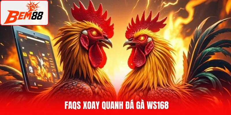 Faqs xoay quanh đá gà WS168