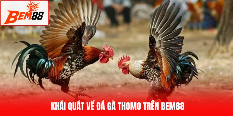 Khái quát về đá gà Thomo trên BEM88