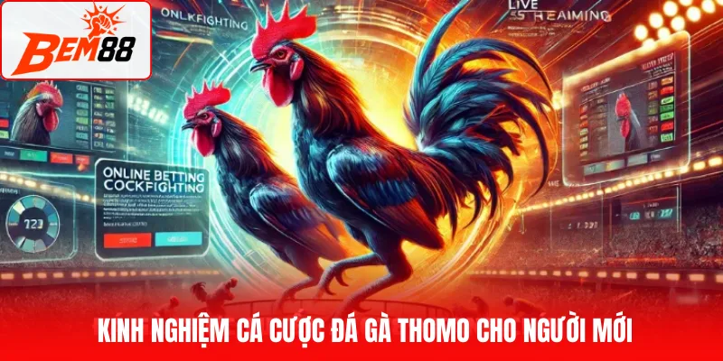 Kinh nghiệm cá cược đá gà Thomo cho người mới